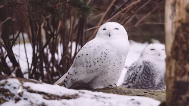 Criza climatică lovește din nou: bufnița polară, declarată dispărută regional în Suedia