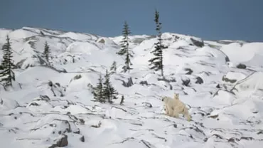 Adopție rară în sălbăticie. Ursoaica care a uimit cercetătorii din Canada. Ce au descoperit specialiștii (VIDEO)
