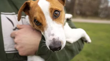 Pedeapsa cu executare primită de un bărbat din Bihor care a ucis câinele unui vecin