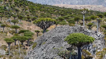 Sute de turiști europeni și americani, blocați pe insula Socotra din Yemen.  Ce a adus la această situație de urgență