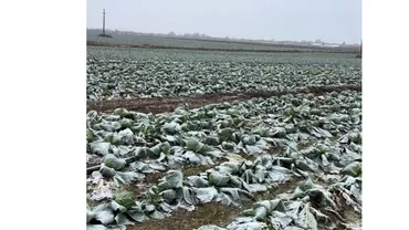 Un fermier din România oferă gratuit toată varza rămasă: „Din păcate, anul acesta, nu am avut la cine să o vând”. Iată unde poate fi găsit (VIDEO)