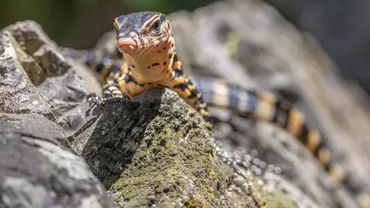 Australian condamnat la opt ani de închisoare pentru trafic de reptile ascunse în pungi de popcorn