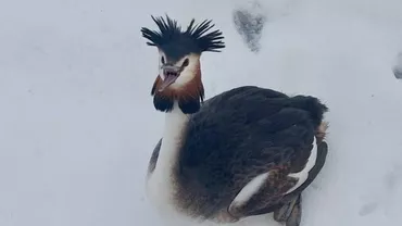 O pasăre dintr-o specie protejată a fost salvată de polițiștii locali din București. Unde a fost găsită și cum a fost salvată (FOTO)