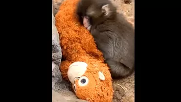 Punch, puiul de macac care a emoționat internetul cu „mama” sa de pluș. Imaginile au făcut înconjurul lumii