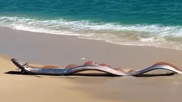 Apariție misterioasă pe o plajă din Mexic. Doi „pești ai apocalipsei” au fost descoperiți de turiști la Cabo San Lucas (VIDEO)