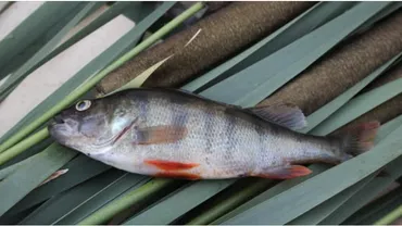 Noi interdicții în Delta Dunării: Două specii de pești nu mai pot fi capturate