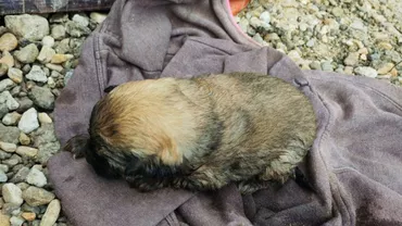 Pompierii din Deva au salvat doi cățeluși căzuți într-o conductă de canalizare. Unul dintre ei a avut nevoie de resuscitare pentru a fi readus la viață (VIDEO, FOTO)