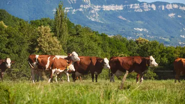 Un sat din Franța a găsit o soluție neașteptată. A înscris cinci vaci la școală, ca să nu se închidă o clasă. Ce a spus primarul