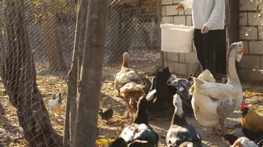 Legea pe care mulți români o ignoră. Câte animale poți crește în gospodărie fără să riști amenzi