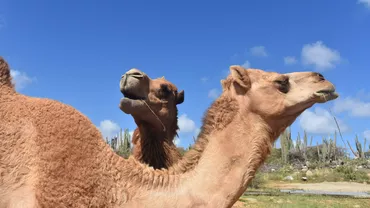 Cămile cu botox descalificate de la un concurs de frumusețe. Ce proceduri estetice au dus la descalificarea animalelor