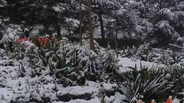 Șoc meteo în România! Cea mai rece zi de 30 aprilie din ultimele decenii, cu ninsori abundente și troiene de până la 3 metri