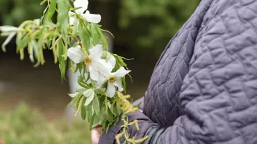 Ce să faci cu salcia sfințită după slujba de Florii pentru a te feri de ghinion tot anul