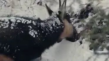 Imagini spectaculoase cu capre negre în munții României. Cum reușesc să supraviețuiască iernilor dure (VIDEO)