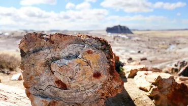 Secretul arborilor de piatră din Arizona: O pădure unică în lume veche de milioane de ani