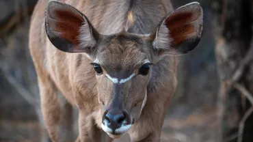 Cercetătorii americani vor să readucă la viață un animal dispărut de peste două sute de ani