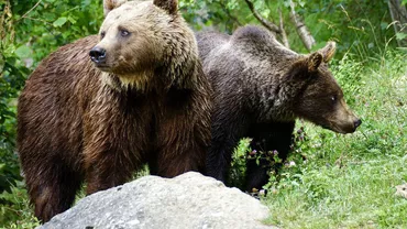 Parlamentul a votat noile cote de vânătoare. Câți urși vor fi împușcați în 2026