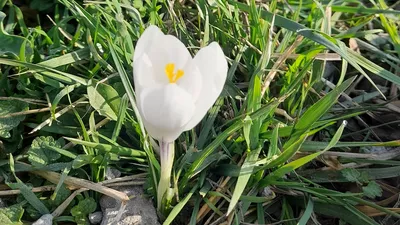 Cum va fi vremea de Paște: Temperaturile cresc ușor, dar rămânem cu ploi și ninsori la munte