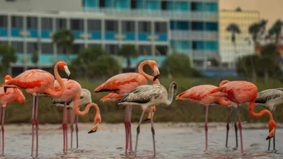 Fermieri furioși, după ce o colonie imensă de flamingo le-a distrus plantațiile. Aceștia cer soluții urgente