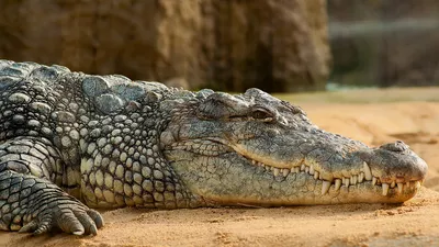 Copil de 7 ani, târât în apă și mutilat de un crocodil. În ce stare se află acum