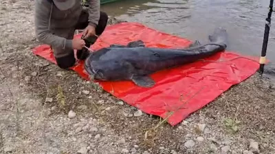 (VIDEO) Captură uriașă pe râul Mureș! Un pescar a prins un somn de 2,5 metri