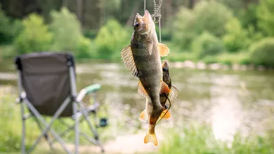 Reguli importante pentru pescuitul catch & release