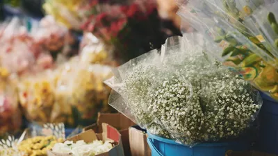 Constanța: două persoane amendate pentru tăierea și vânzarea florilor din oraș. Primăria face apel la spiritul civic al localnicilor