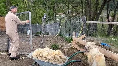 Dragoș Bucur a stârnit hohote de râs, după ce s-a apucat de tuns oi: „Nu ești bun ca hairstylist” (VIDEO)
