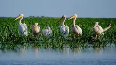 Primarul din Tulcea se plânge că alertele de drone alungă turiștii din Delta Dunării / Ce s-a schimbat în bine