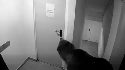 Urs într-un hotel din Poiana Brașov. Angajații au păzit turiștii toată noaptea după un răspuns șocant primit la 112: „Deja e de speriat” (VIDEO)