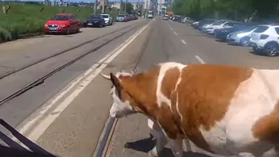 Vacă filmată pe un bulevard din Iași. A ajuns în fața unui tramvai, dar vatmanul a fost vigilent (VIDEO)