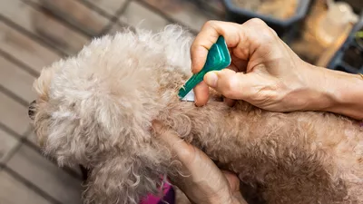 Deparazitarea externă la câini – ce este, de ce este importantă și cum o faci corect