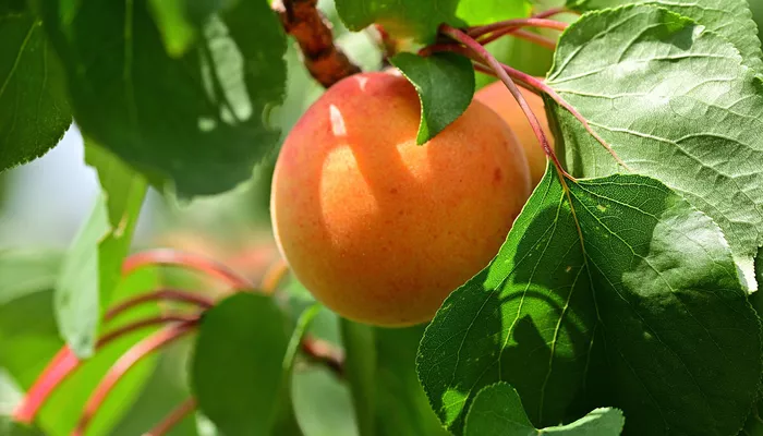 apricot-4363217_1280 